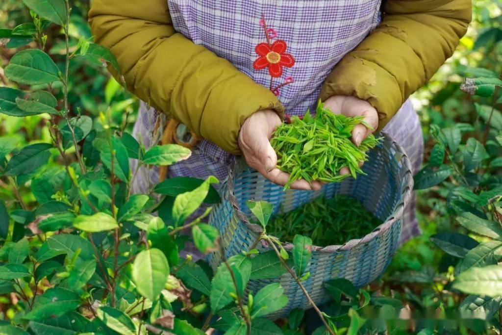 浙江湖州安吉县：充分利用资源优势 激发农业产业潜能